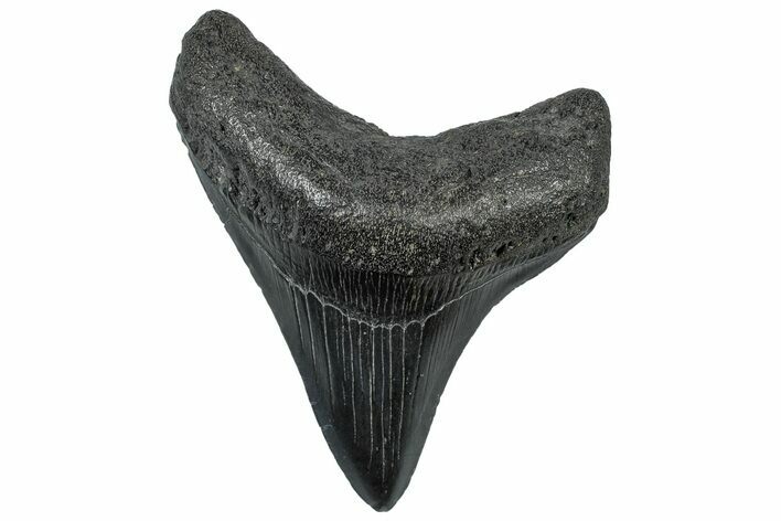 Posterior Fossil Megalodon Tooth - South Carolina #299421